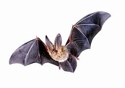 Image result for Furvilla Bat Transparent