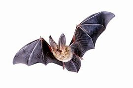 Image result for Bat Front View