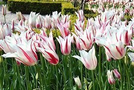 Image result for Tulipa Marilyn