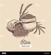 Image result for Japanese Rice Grain Vector