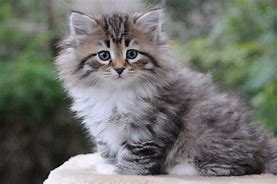 Image result for Siberian Cat Brown White