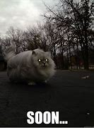 Image result for Storm Cat Meme