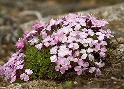 Image result for Silene acaulis Corevanii