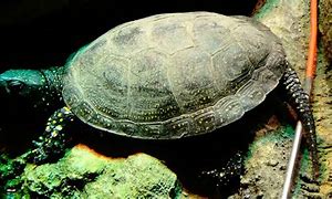Image result for Emys Emydidae