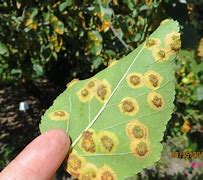 Image result for Apple Tree Leaf Spots