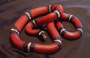 Image result for Sinaloan Milk Snake