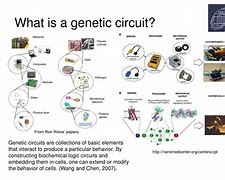 Image result for Genetic Circuit