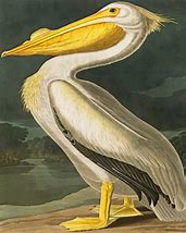 Image result for Pelican Aesthetic