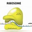 Image result for Ribosomal RNA