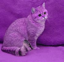 Image result for Corzya in Cats