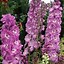 Bildergebnis für Delphinium Astolat (Pacific-Giant-Group)