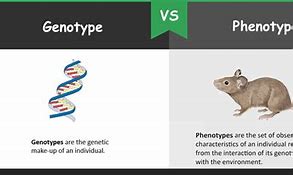 Image result for What Are Genotypes and Phenotypes