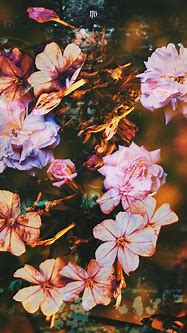Image result for Aesthetic Flower Glitch
