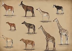 Image result for Giraffe Closest Relative