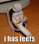 Image result for Funny Gecko Memes