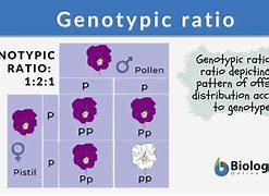 Image result for Genotypic Ratio Examples