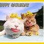 Image result for Funny Saturday Cat Memes