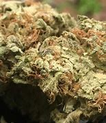 Image result for Blueberry OG Kush