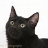 Image result for Black Cat On White Background
