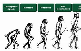 Image result for Human Evolution Chart with Years
