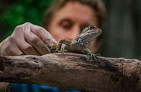 Image result for Green Forest Lizard