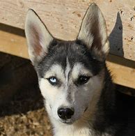Image result for Siberian Husky Sled Dog