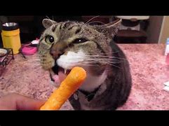 Image result for Cat Eating Cheetos Meme