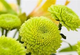 Image result for Green Flower Design