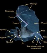 Image result for Bat Anatomy Keeled Calcar