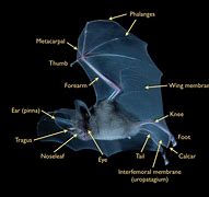 Image result for What Color Is a Bat