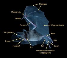 Image result for Bat Leaf Nose Parts Anatomy