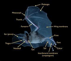 Image result for A Bat Animal