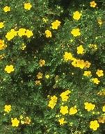 Image result for Potentilla frut. Goldfinger