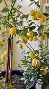 Image result for Grow Your Own Lemon Tree