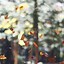 Image result for Hello Fall iPhone Wallpaper