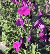 Image result for Salvia Arctic Blaze Purple