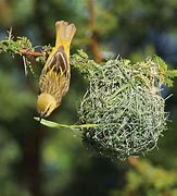Image result for Weaver Bird Nest