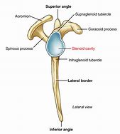 Image result for Glenoid Cavity