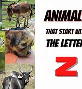 Image result for Animals That Start with the Letter Z