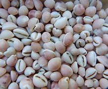 Image result for Coquillage Grain De Cafe