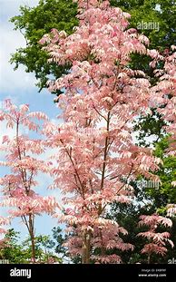 Image result for Toona sinensis Flamingo