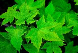 Image result for Stock-Photo One Color