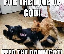 Image result for Funny Friend Cat Memes