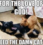 Image result for Funny Cat Jokes for Adults