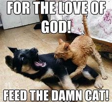 Image result for Funny Cat Memes Ever