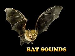 Image result for Bat Toy Noise