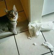 Image result for Cat Paper Towels Meme