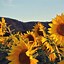 Image result for Sunflower Lock Screen Aesthetic