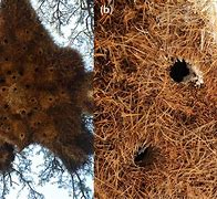 Image result for Tallest House Falcon Nest