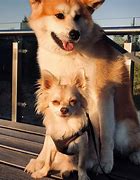 Image result for Akita Chihuahua Mix